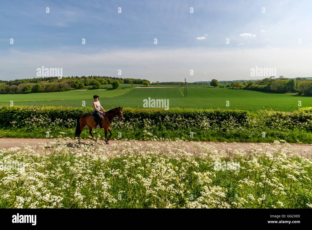 A field in Hampshire, the site of the Battle of Cheriton in the English