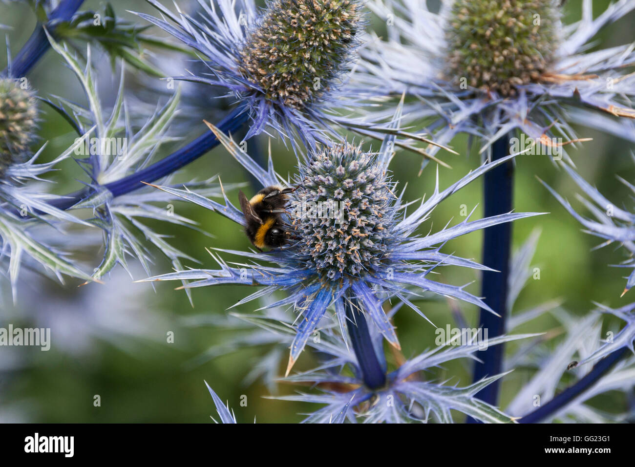 A bee feeding on Eryngium Picos blue flowers Stock Photo