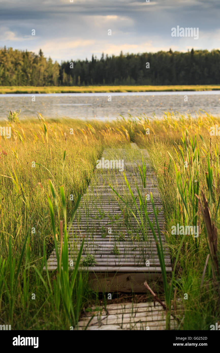 A wooden wharf going through the marsh at an Alberta lake. Stock Photo