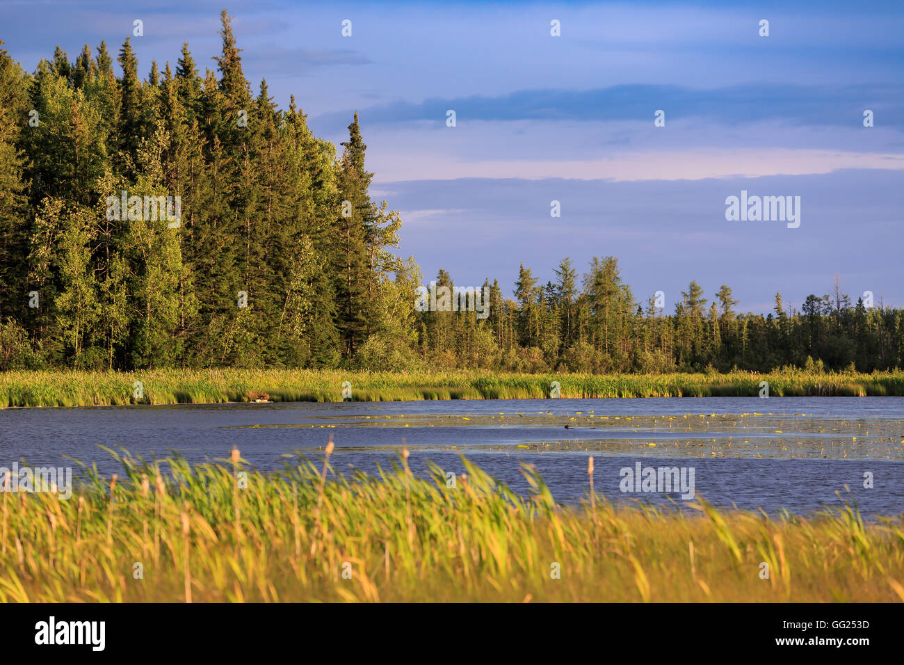 Alberta lake and marshland Stock Photo