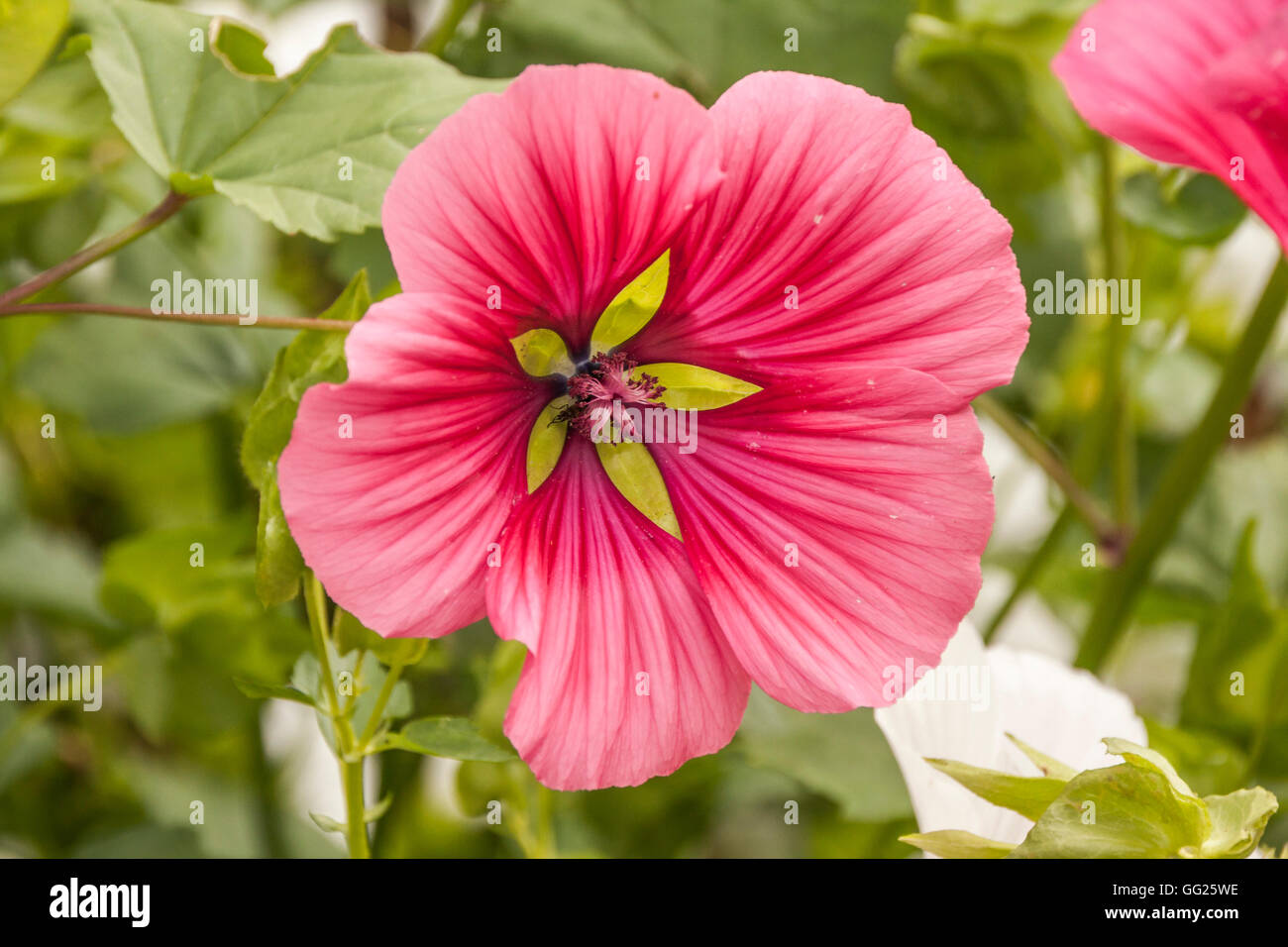 Close up of pink Lavatera flower Stock Photo