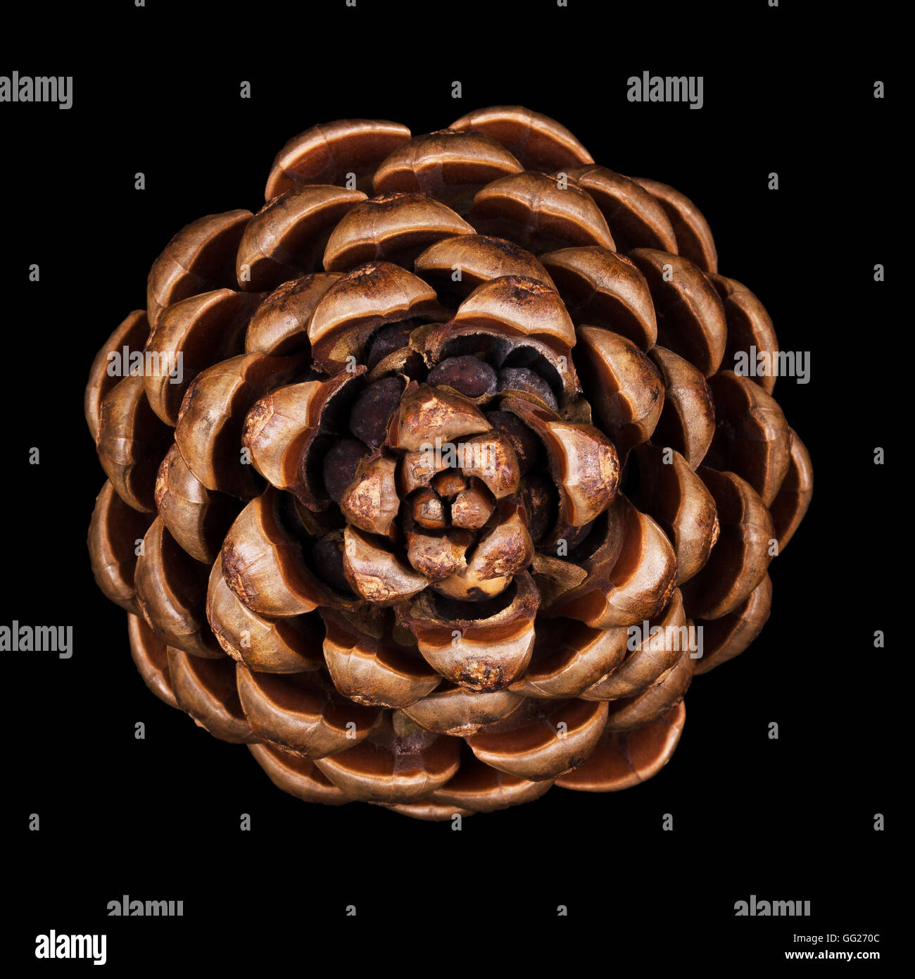 Pine cone closeup. Geometric conifer cone in the division Pinophyta that contains the reproductive structures, the seeds. Stock Photo