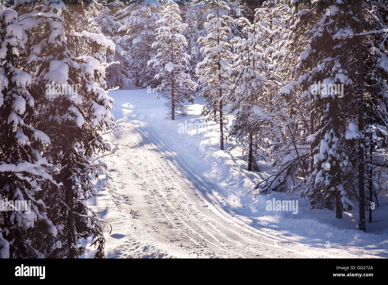 Cross country ski tracks on winter road. Snow-clad trees surrounding. Compressed telephoto view. Stock Photo