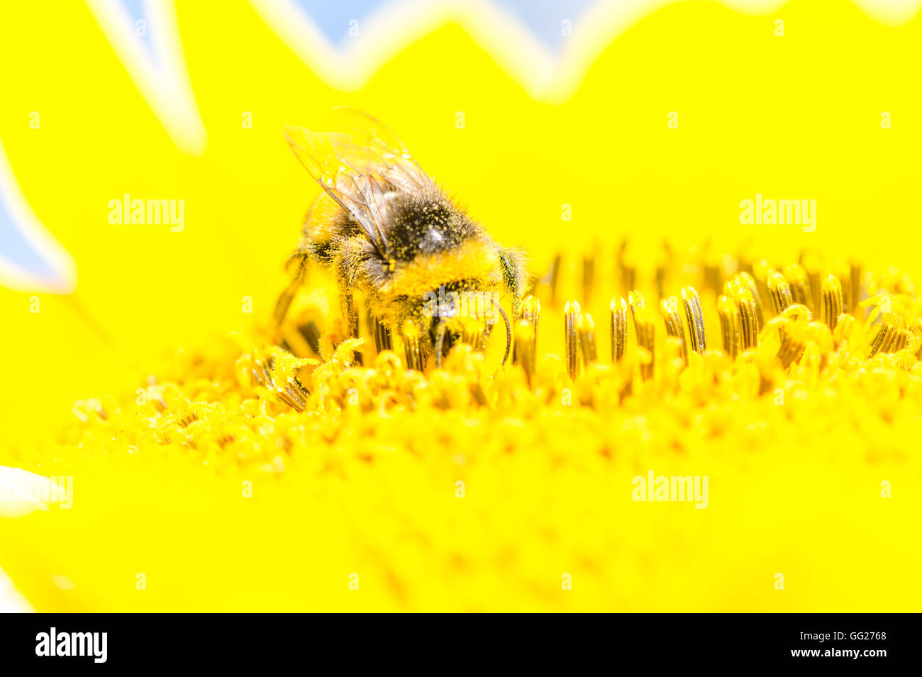 Bees in the garden , in Voorschoten Holland Stock Photo