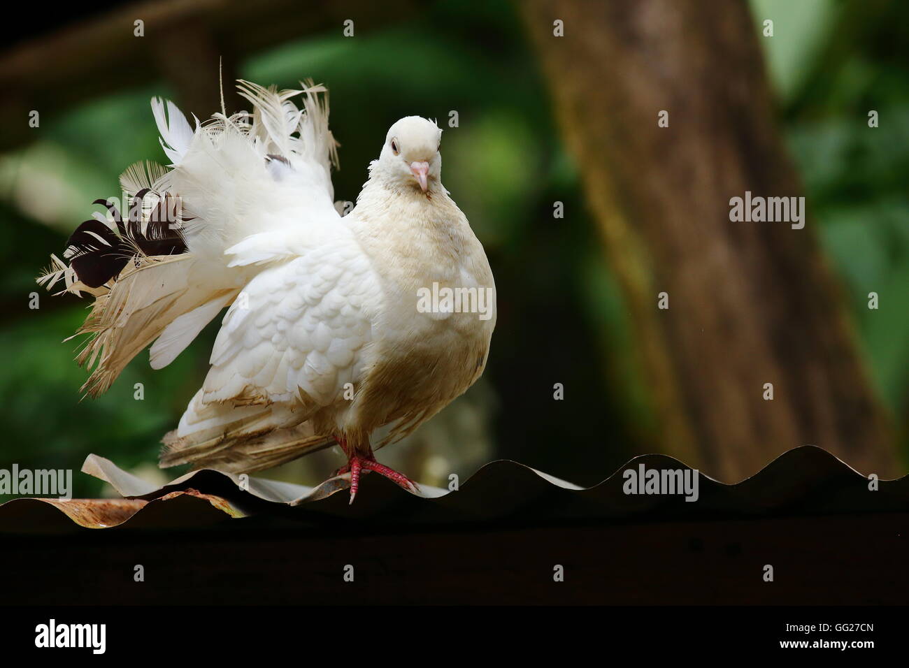 Fantail dove perched atop a tin roof Stock Photo