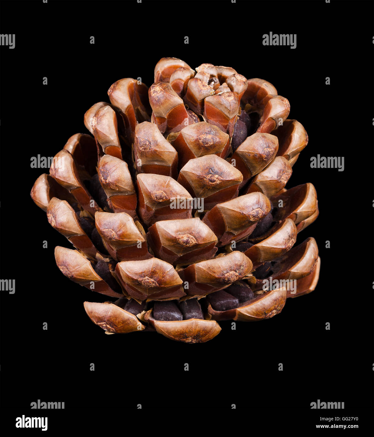 Pine cone side view closeup. Geometric conifer cone in the division Pinophyta that contains the reproductive structures, seeds. Stock Photo