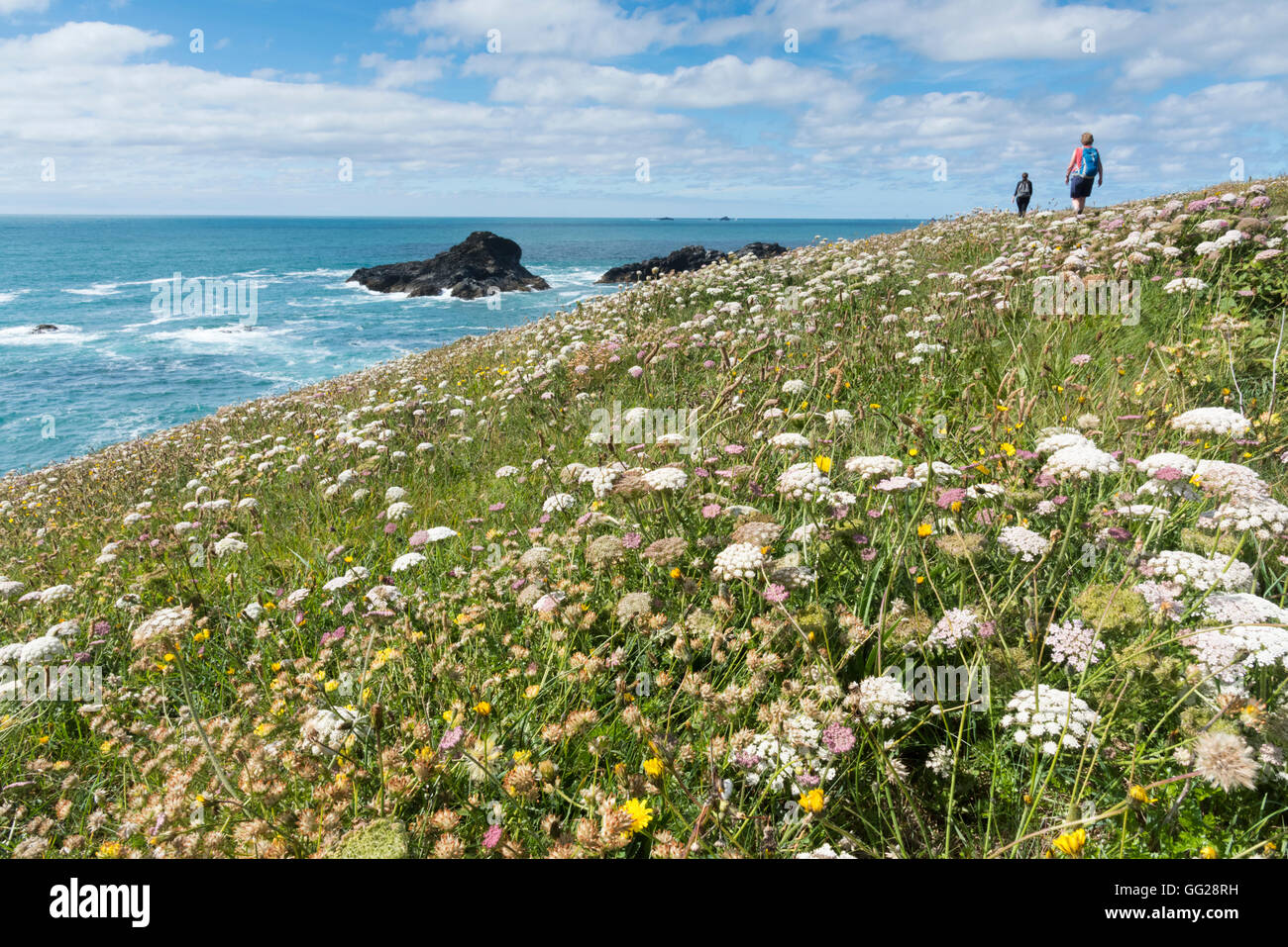 People walking on the South West Coastal path by the sea in north Cornwall past fields of wild flowers in summer Stock Photo
