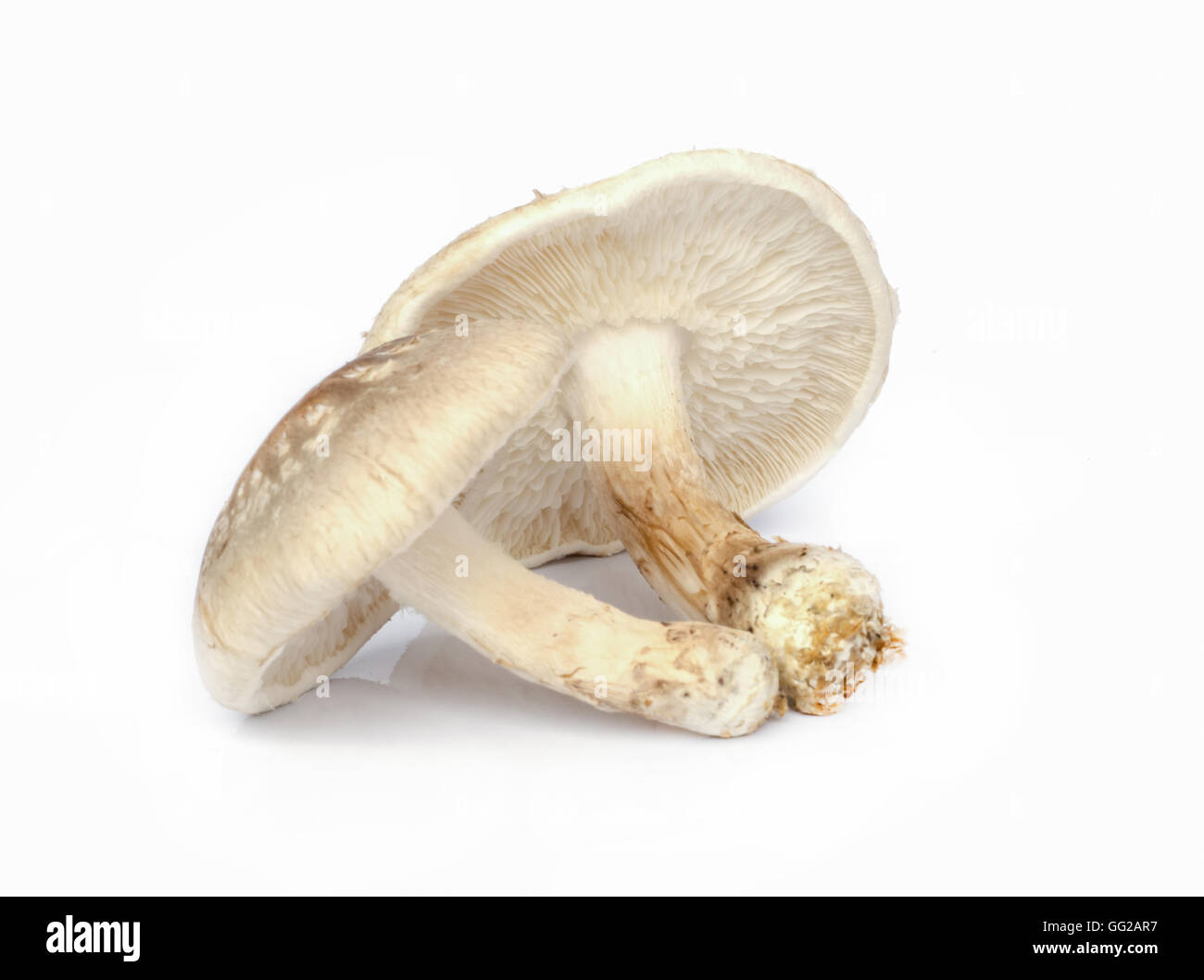 Raw Shiitake Mushrooms isolated on white background Stock Photo Alamy
