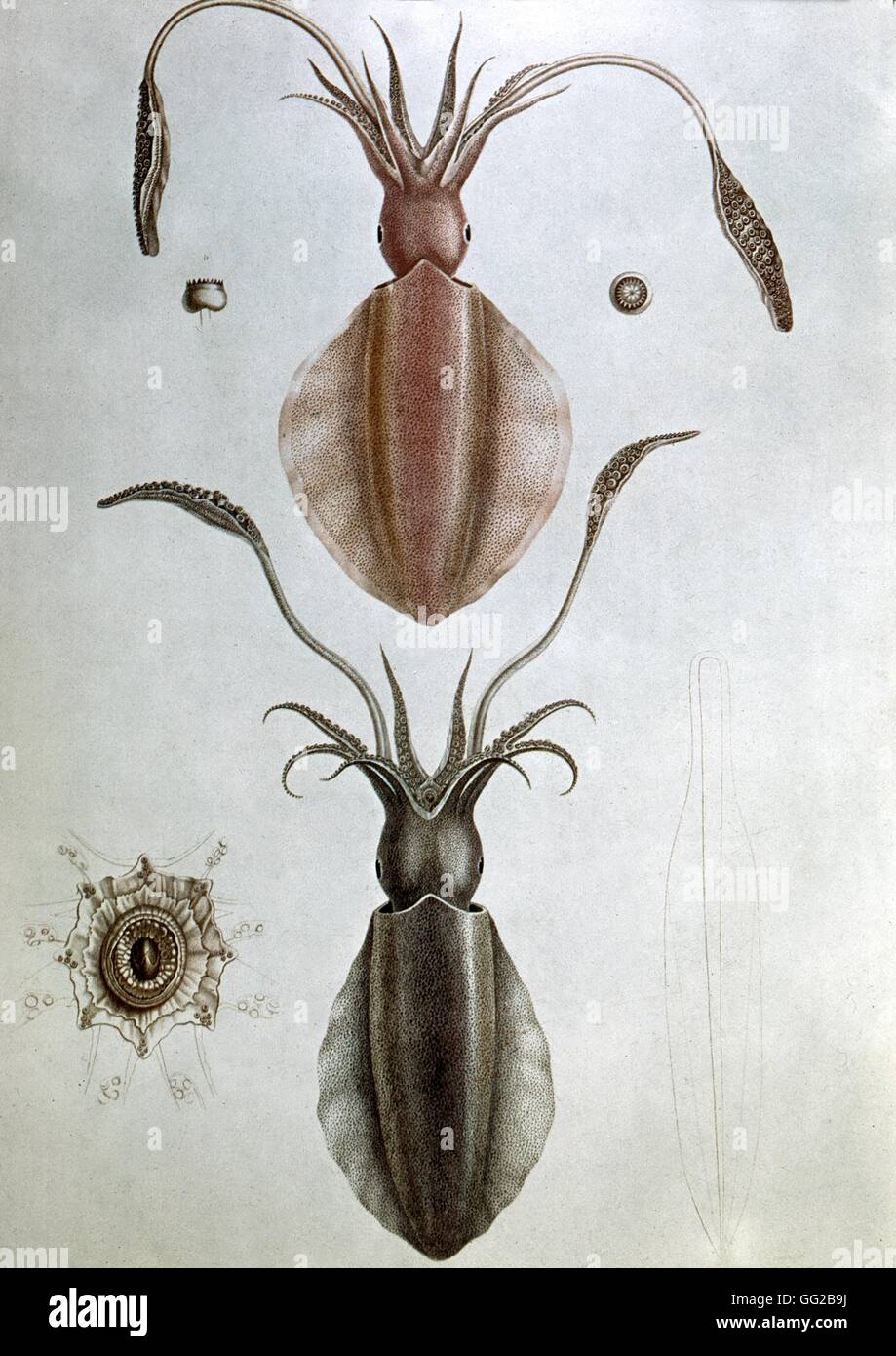 Charles Darwin (1809-1882) Engraving from Darwin's journey aboard the Beagle. Journey to the Galapagos. Two species of hydras Stock Photo