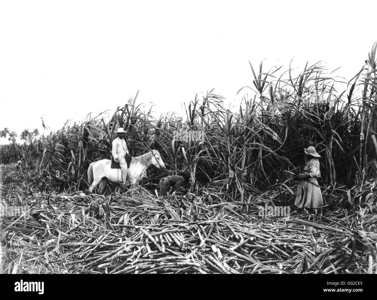 Harvest of sugar cane in a plantation c.900 Cuba Washington, Libray of Congress Stock Photo