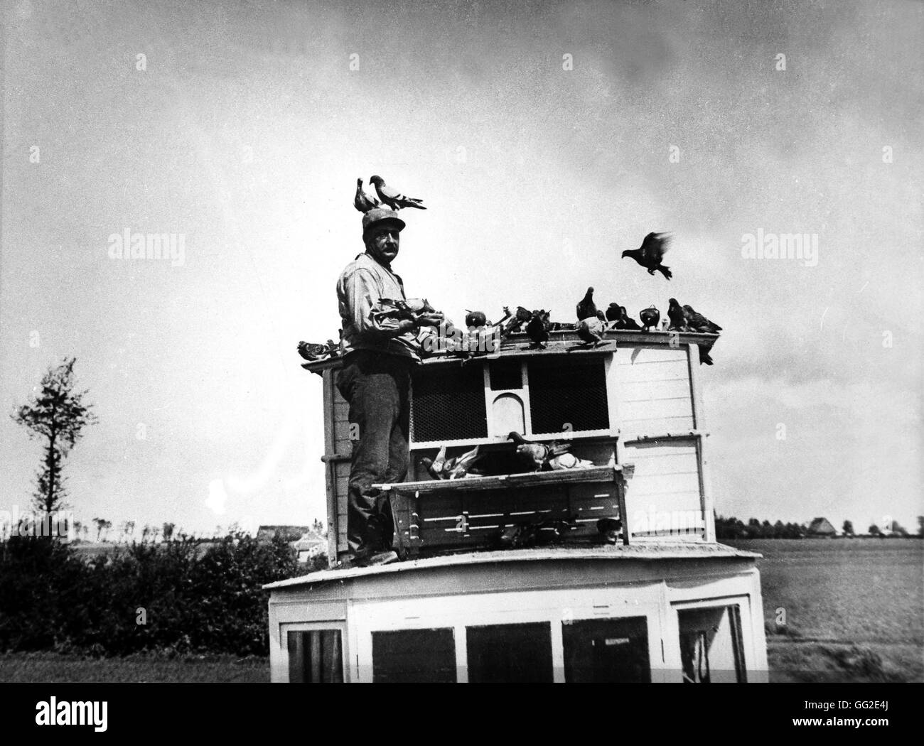 Military pigeon wwi hi-res stock photography and images - Alamy