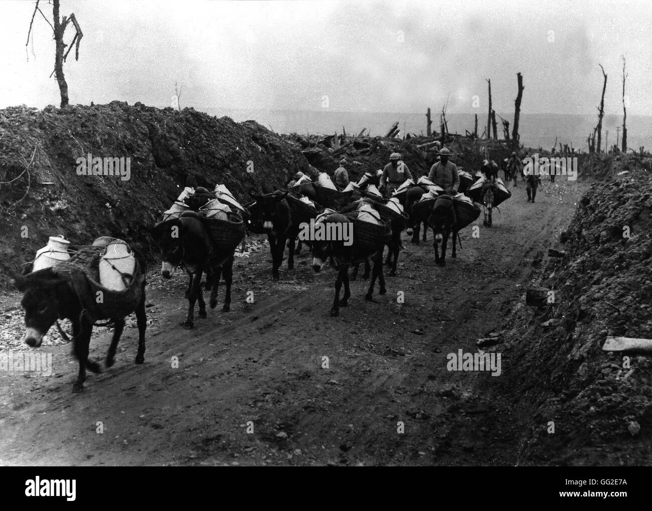 Donkeys bringing food to soldiers in trenches October 17, 1916 France, World War I Musée de Vincennes Stock Photo