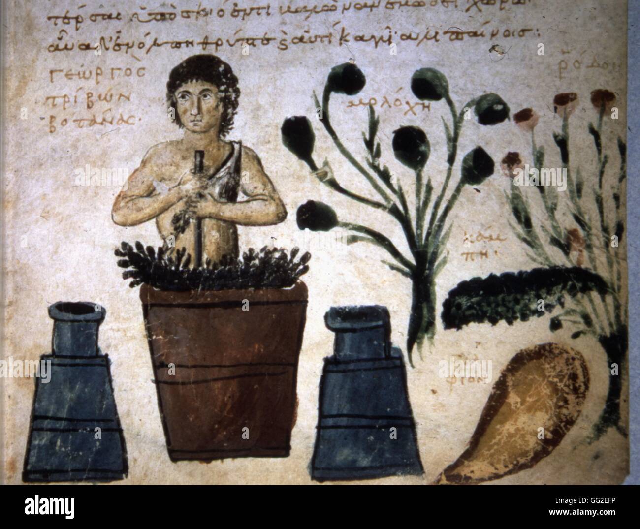 Treaty on snakes bites. Plants are crushed in a mortar 10th century Miniature Paris. Bibliothèque de la Sorbonne Stock Photo