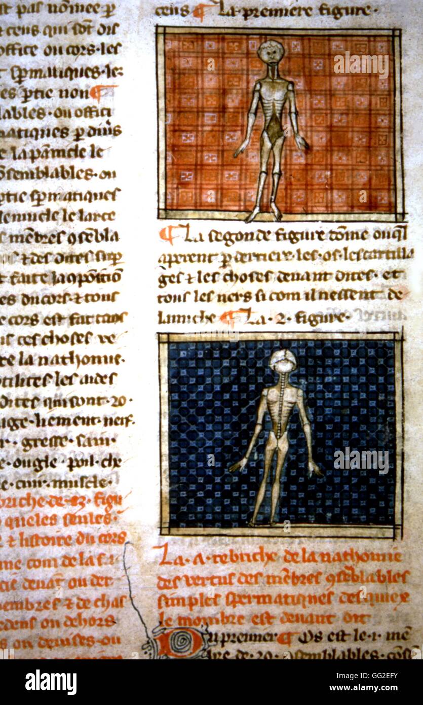 Henri de Mondeville, anatomy drawings  Early 14th century France Paris. Bibliothèque de la Sorbonne Stock Photo