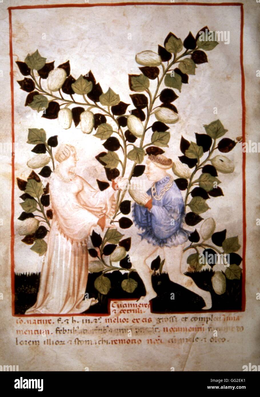 Tacuinum Sanitus (Health book). Harvest of squashes 15th century France Paris. Bibliothèque de la Sorbonne Stock Photo