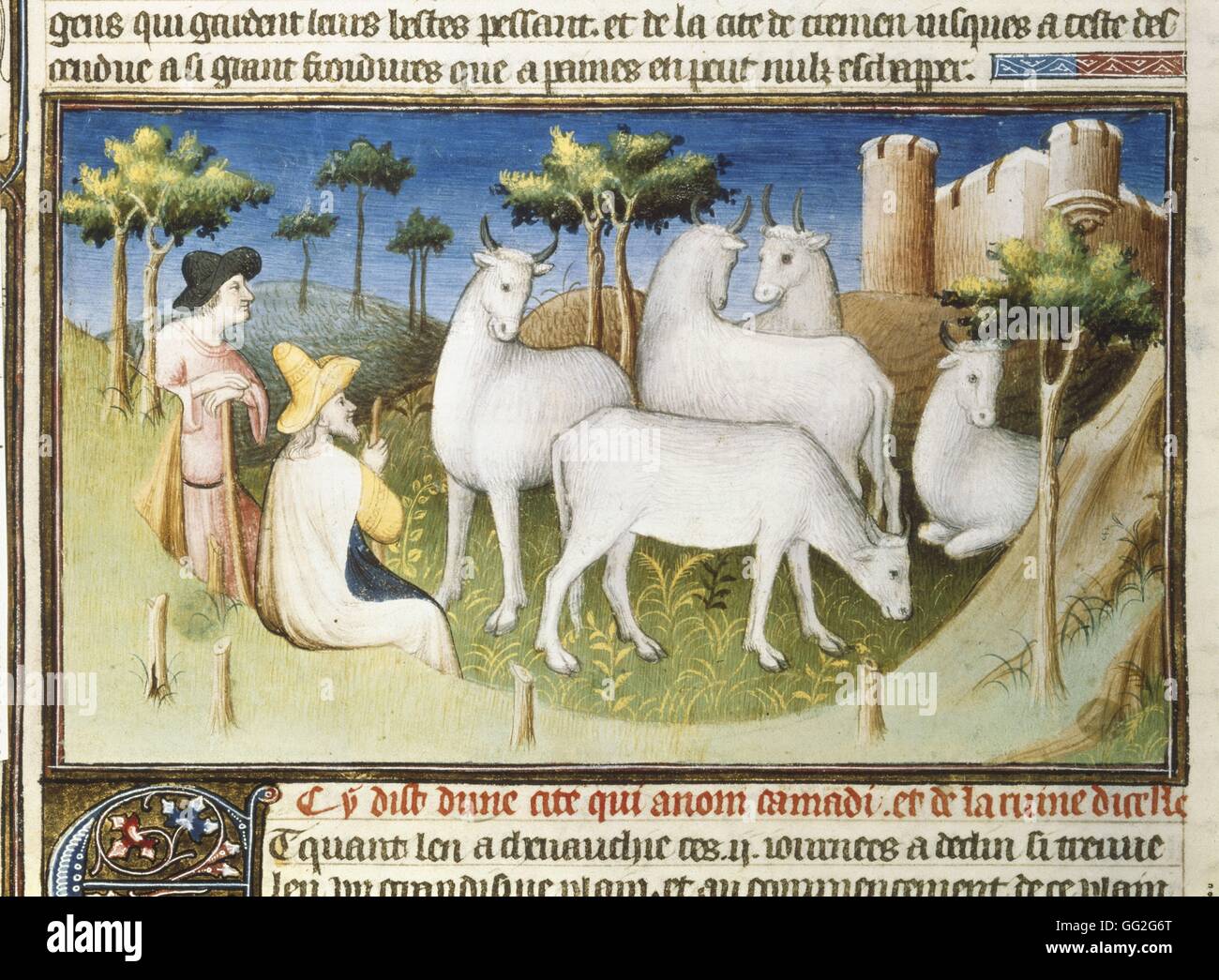 Mazarine Master French school The Travels of Marco Polo: the Bulls from Persia 1410-1412 Miniature from the 'Livre des merveilles du monde' Painting on parchment Paris, Bibliothèque Nationale de France Stock Photo