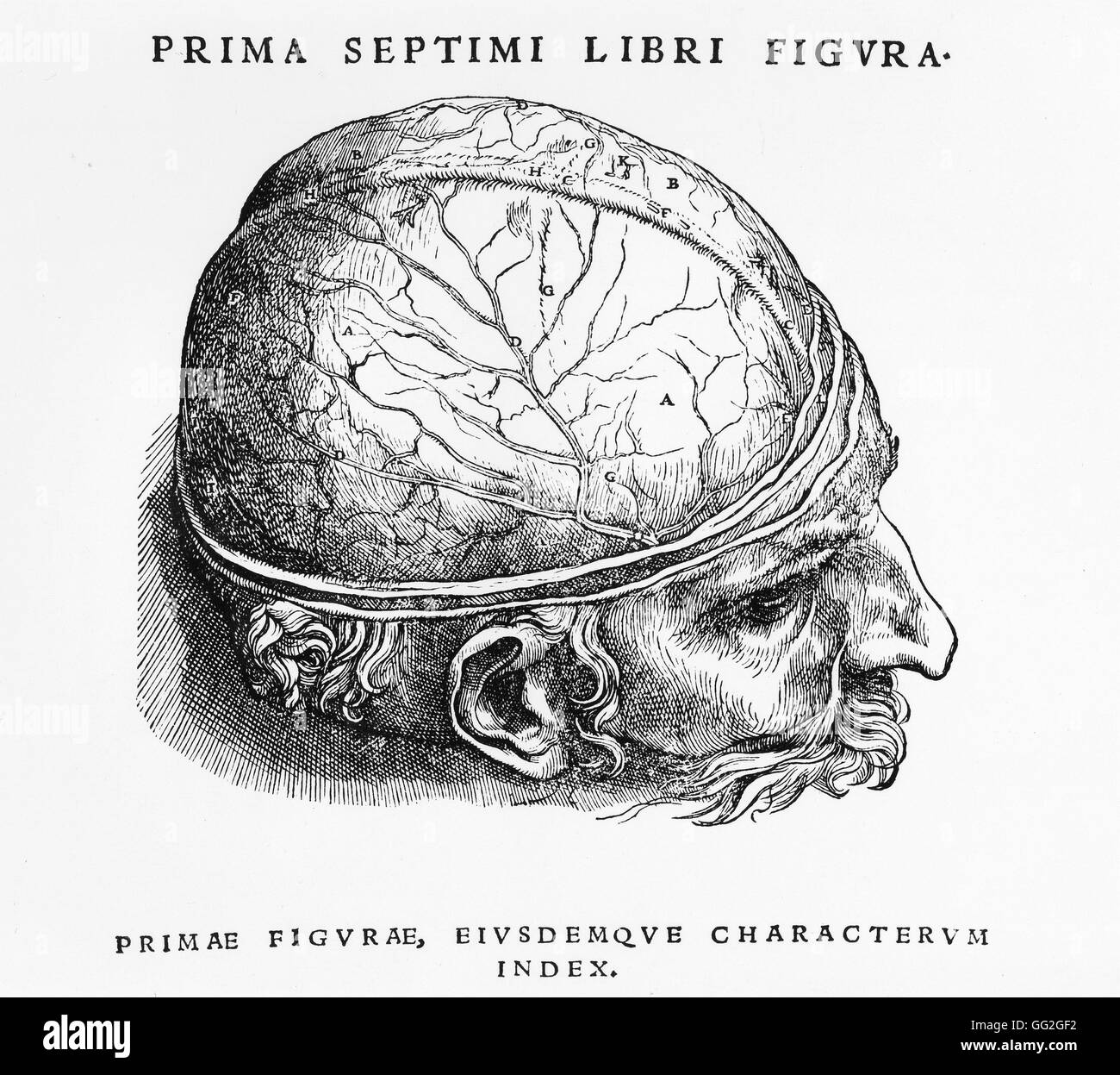 Dissection study of the first layer of the brain.  Engraving in. 'De Humani Corporis Fabrica Libri Septem' (1543), by the founder of modern human anatomy Andreas Vesalius. Stock Photo