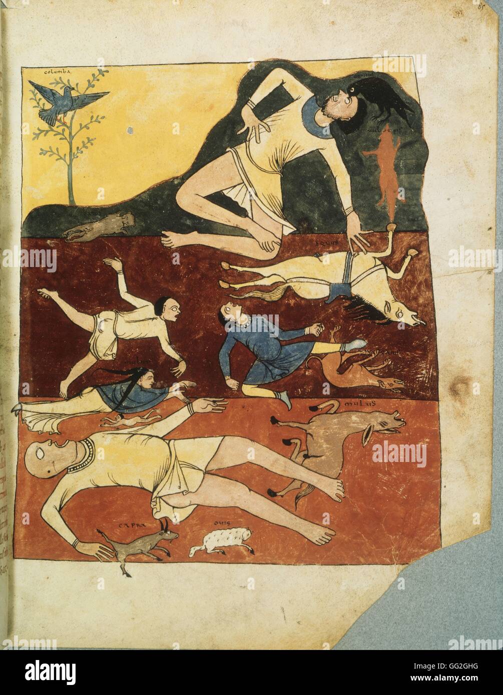 Beatus de Liebana   Commentary on the Apocalypse of St. Sever. f° 85:  The Flood: a horse, a dog, a cat, a goat, a mule, a sheep, a fox; The crow gouging out a man's eyes; The dove on an olive branch. Mid 11th century FranceParis, Bibliothèque Nationale Stock Photo