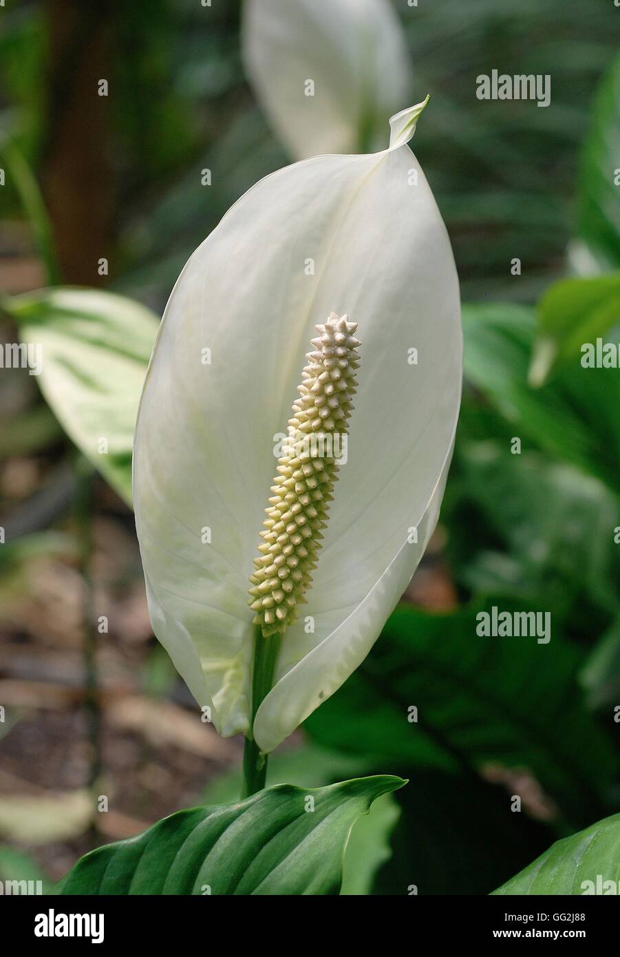 Spathiphyllum floribundum (Peace lily) Stock Photo