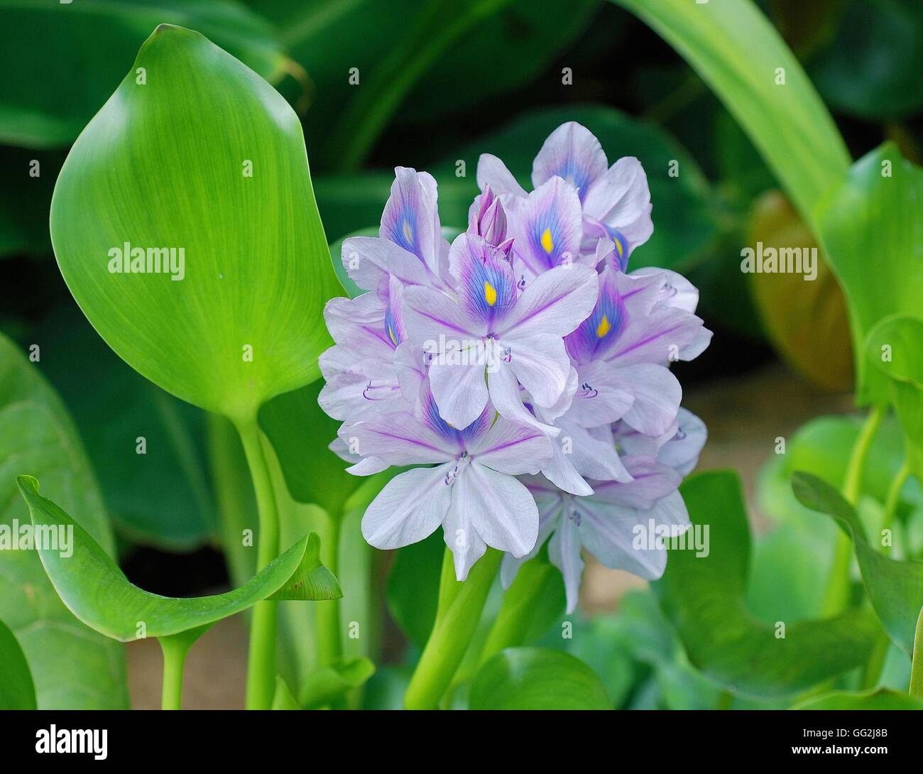 Eichhornia crassipes (Water hyacinth), Pontederiaceae family. Stock Photo