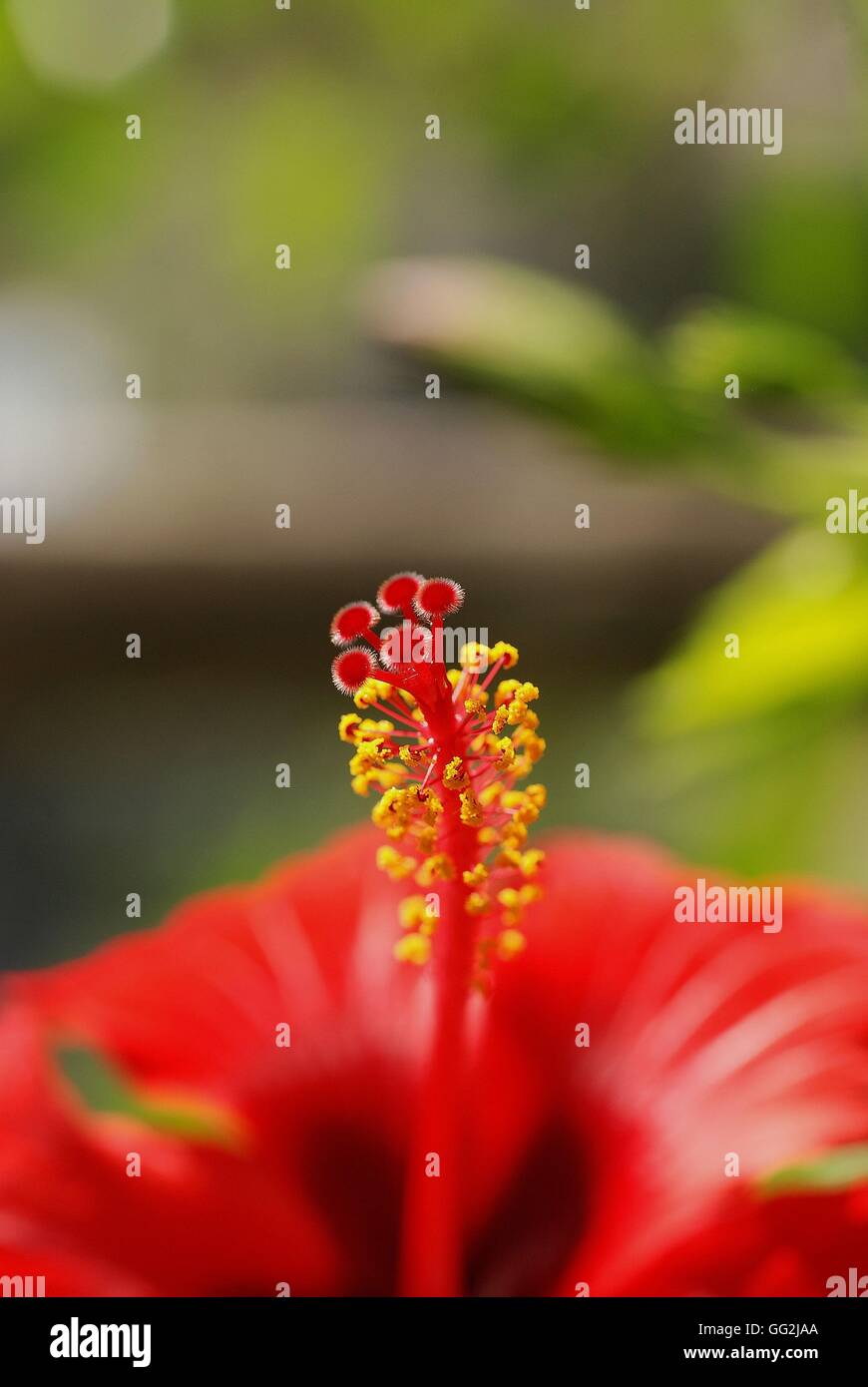 Marsh hibiscus hires stock photography and images Alamy