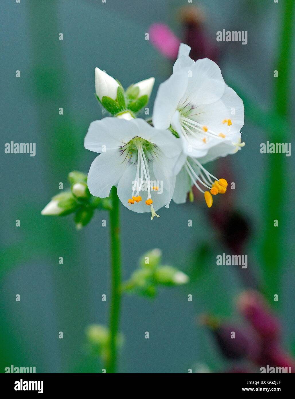 Polemonium caeruleum ‘White Pearl’. Stock Photo