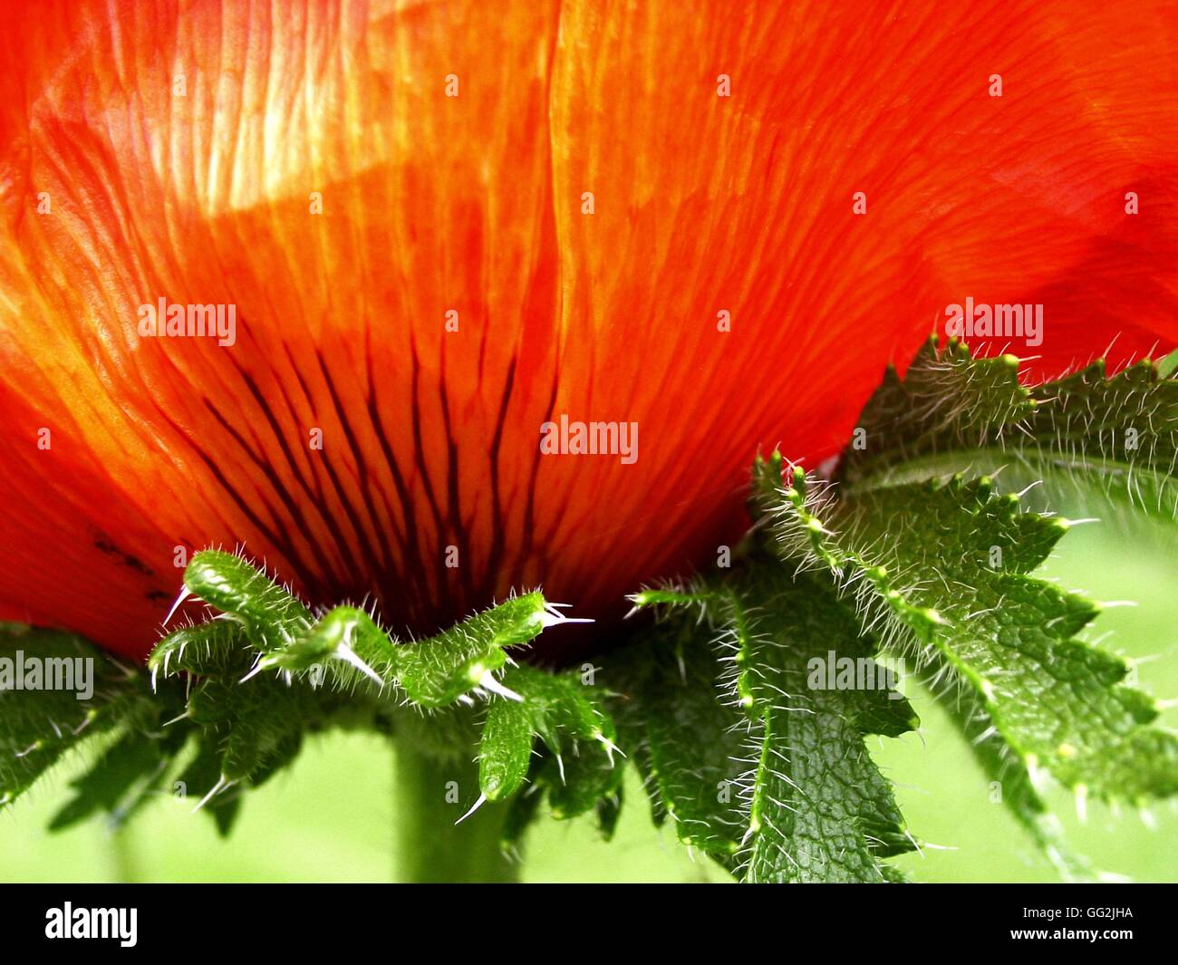 Papaver orientale 'Alegro' (macro) Bright cup-shaped orange-scarlet flower with bold, black basal marks and bristly green leaves which have lance-shaped tooth segments. Stock Photo