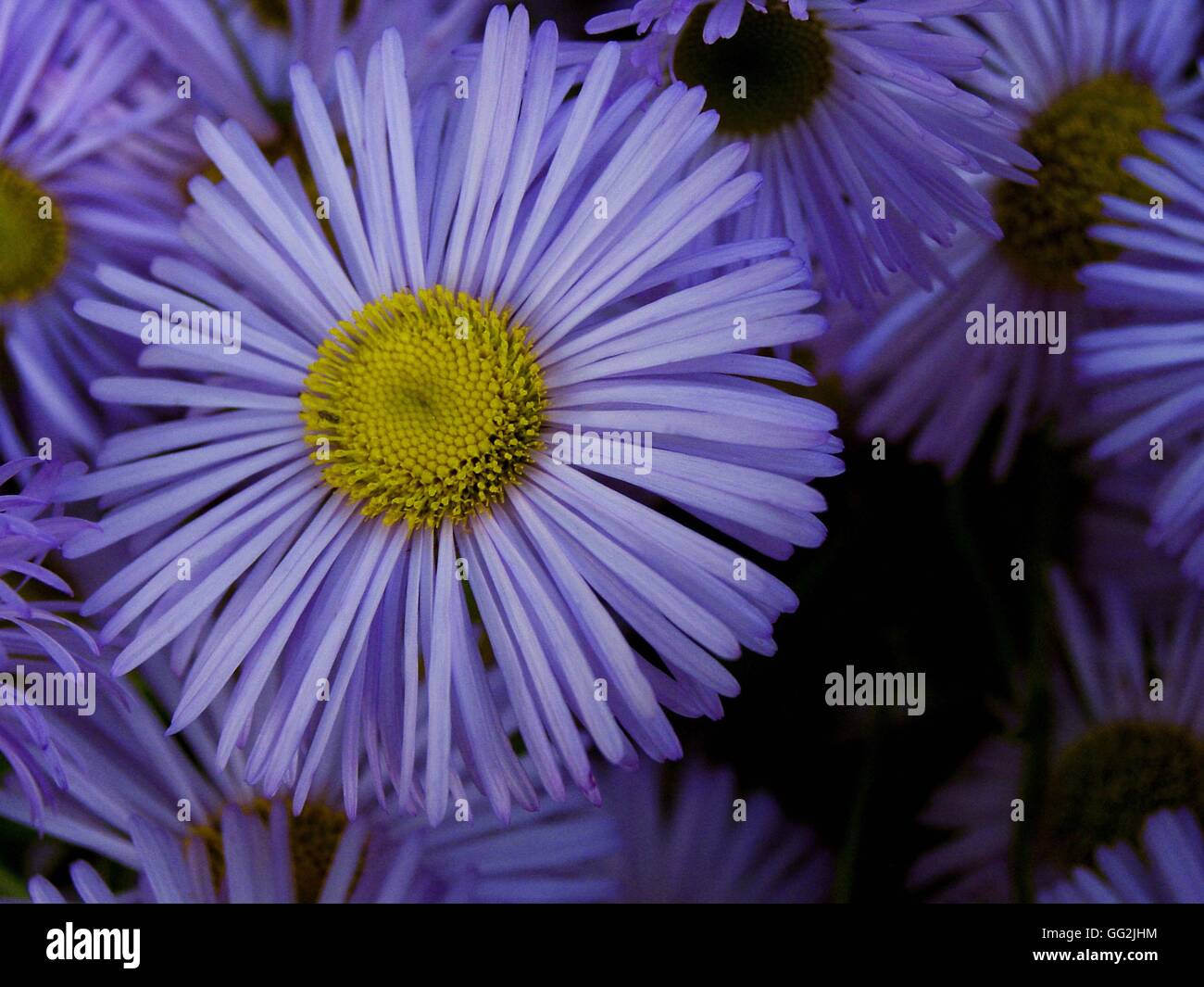 Aster novi-belgii 'Professor Anton Kippenberg'. Also known as the Michaelmas daisy and the New York Aster. the mid-blue flowers with yellow disc florets appear from late summer into autumn. Native to North America. Stock Photo