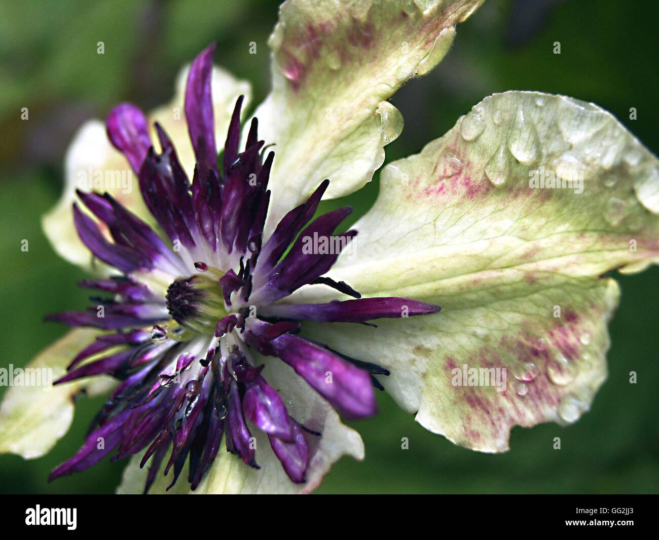 Clematis florida var. Sieboldii with raindrops. Climber with single creamy white flowers with a domed boss of purple stamens. Originates from Eastern China and Japan. Stock Photo