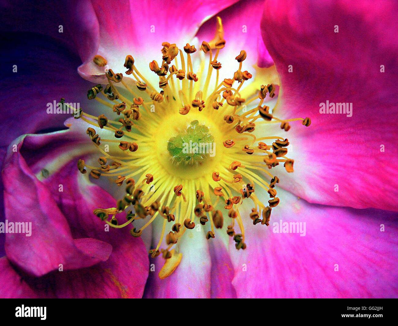 Species Rose with cupped deep cerise pink flowers with a white eye and gold stamens. (macro) Stock Photo