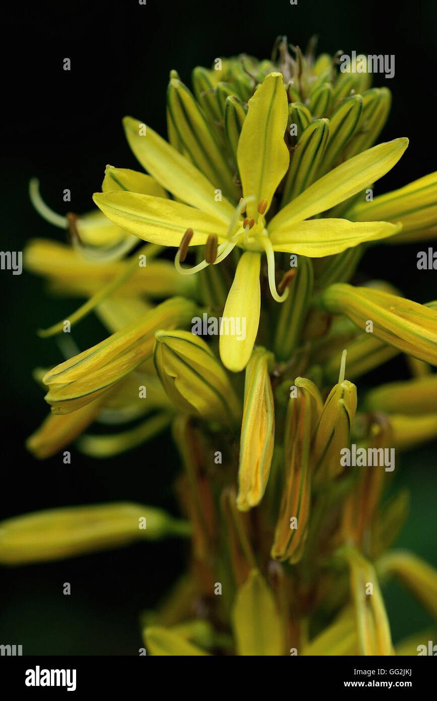 Asphodeline lutea. Also known as Jacob's Rod and King's Spear. Found in sunny, rocky meadows and scrub on dry slopes from the Mediterranean and Western Turkey to the Caucasus. Tall flower spikes with yellow star-shaped flowers. Stock Photo