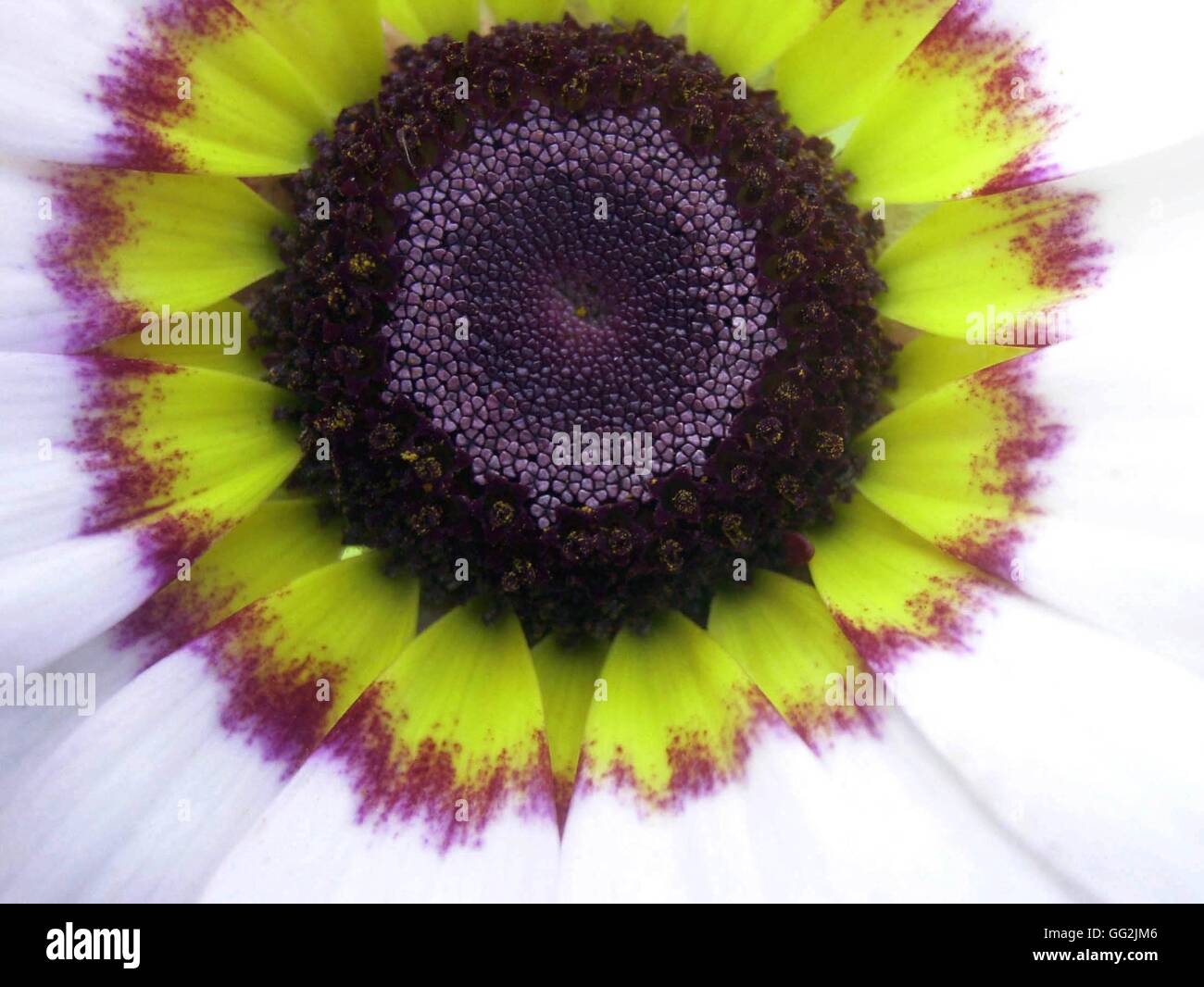 Chrysanthemum carinatum. (macro). The Painted daisy. Daisylike red and yellow zoned flowerheads