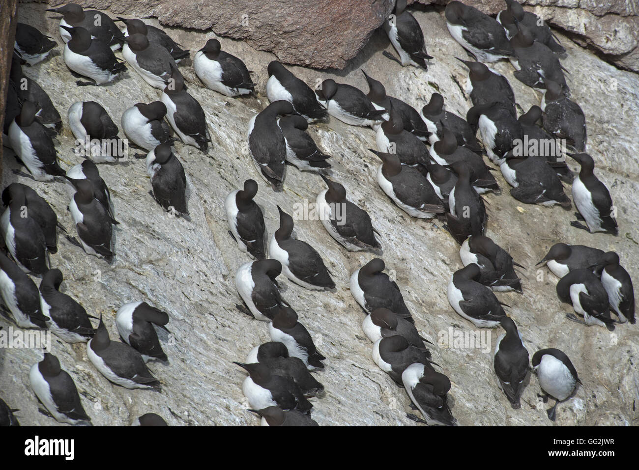 Colony of nesting seabirds, Common Guillemots Cling on to the Sea Cliffs near Peterhead, Aberdeenshire. SCO 11,114. Stock Photo