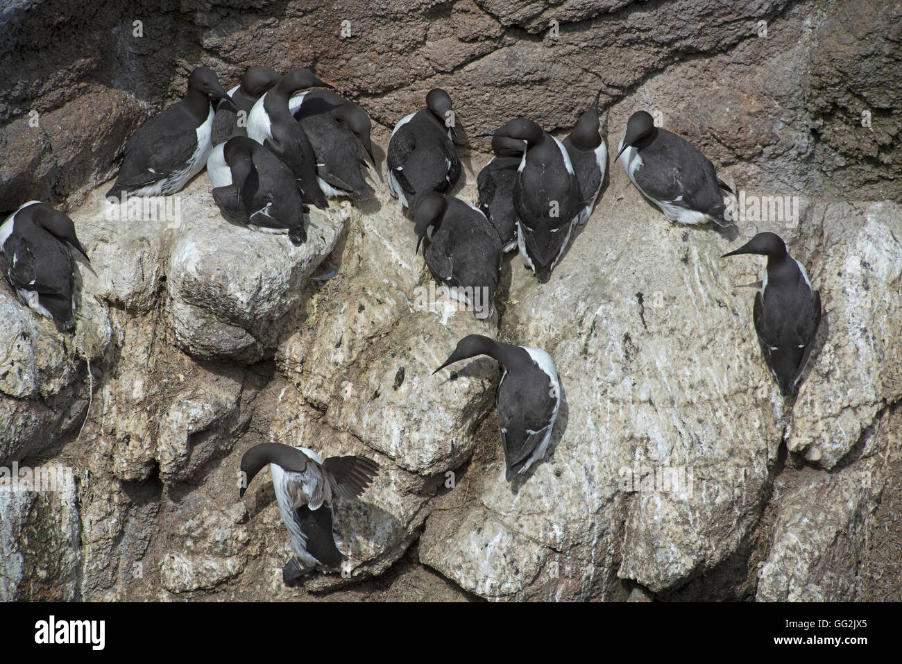 Colony of nesting seabirds, Common Guillemots Cling on to the Sea Cliffs near Peterhead, Aberdeenshire. SCO 11,115. Stock Photo