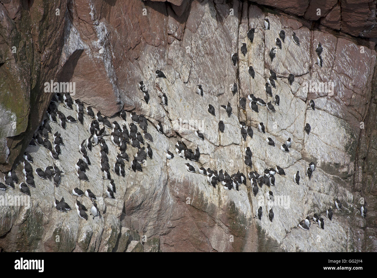 Colony of nesting seabirds, Common Guillemots Cling on to the Sea Cliffs near Peterhead, Aberdeenshire. SCO 11,116. Stock Photo