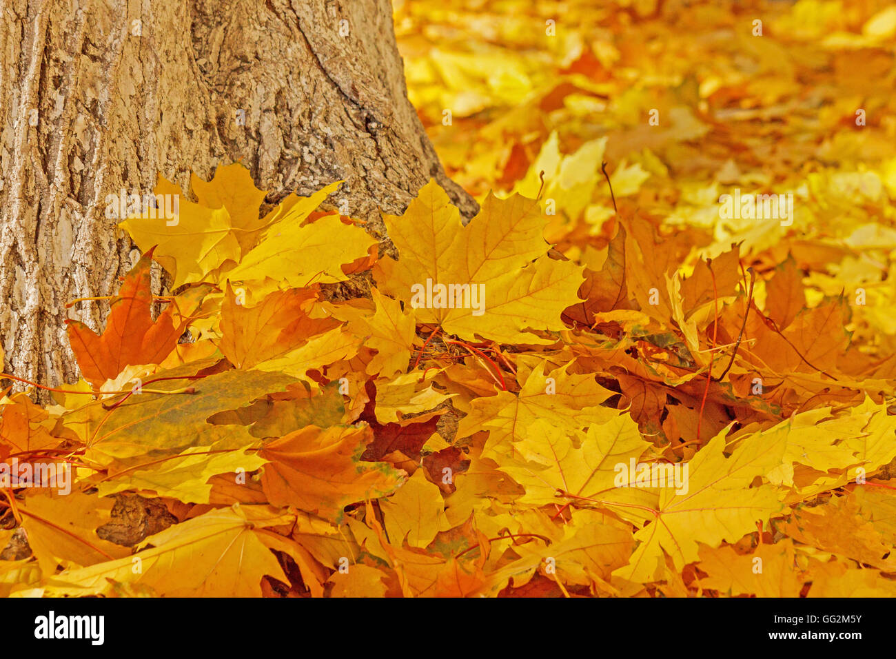 dry maple tree leaves on ground Stock Photo Alamy