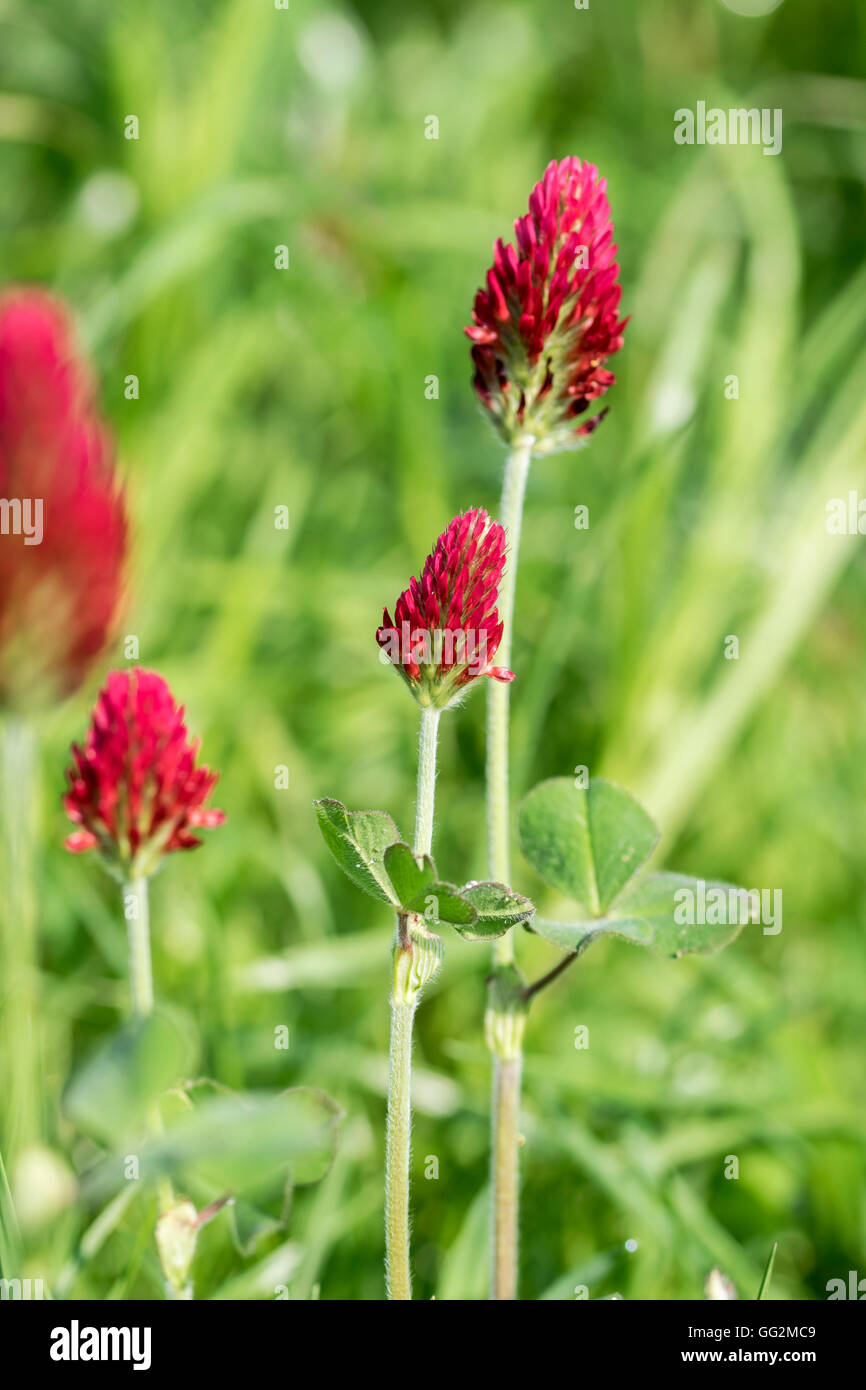 Crimson clover Trifolium incarnatum Stock Photo Alamy