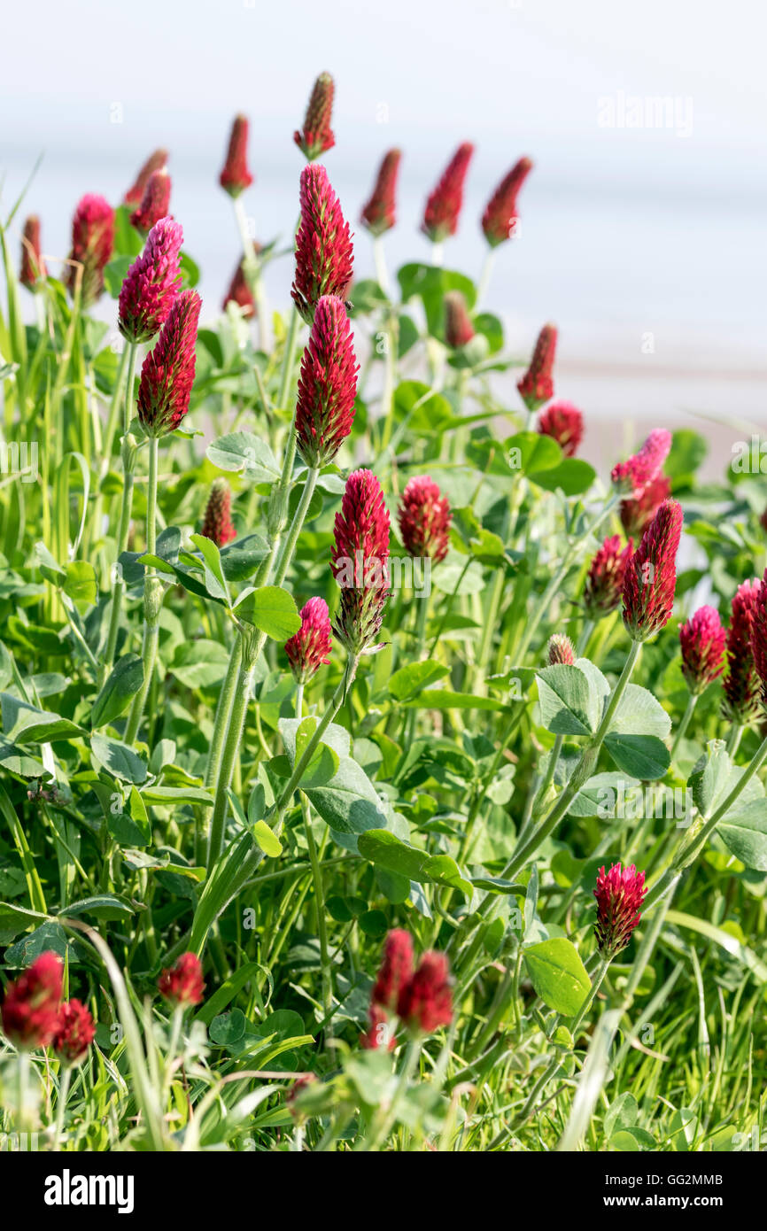 Crimson clover Trifolium incarnatum Stock Photo