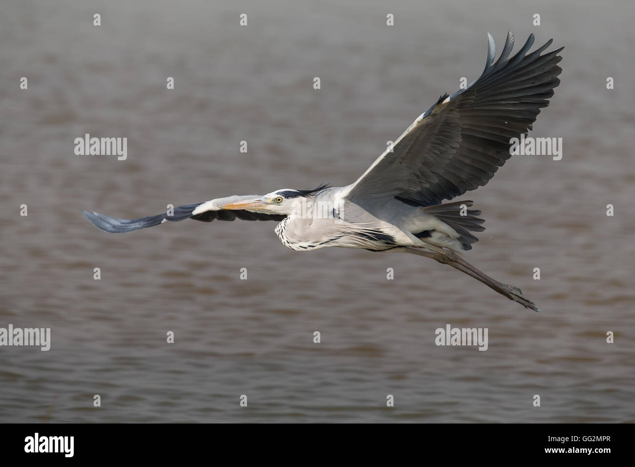Gray Heron flying over water Stock Photo