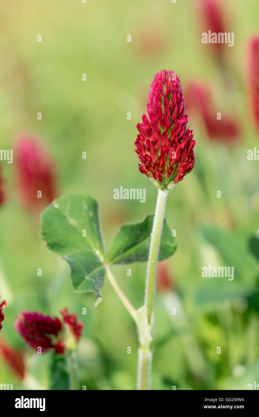 Crimson clover Trifolium incarnatum Stock Photo