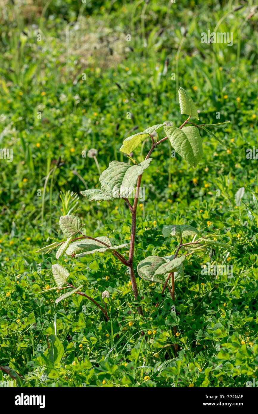 Japanese Knotweed Reynoutria japonica growing next to the North Wales cycle path at Llanddulas. Stock Photo
