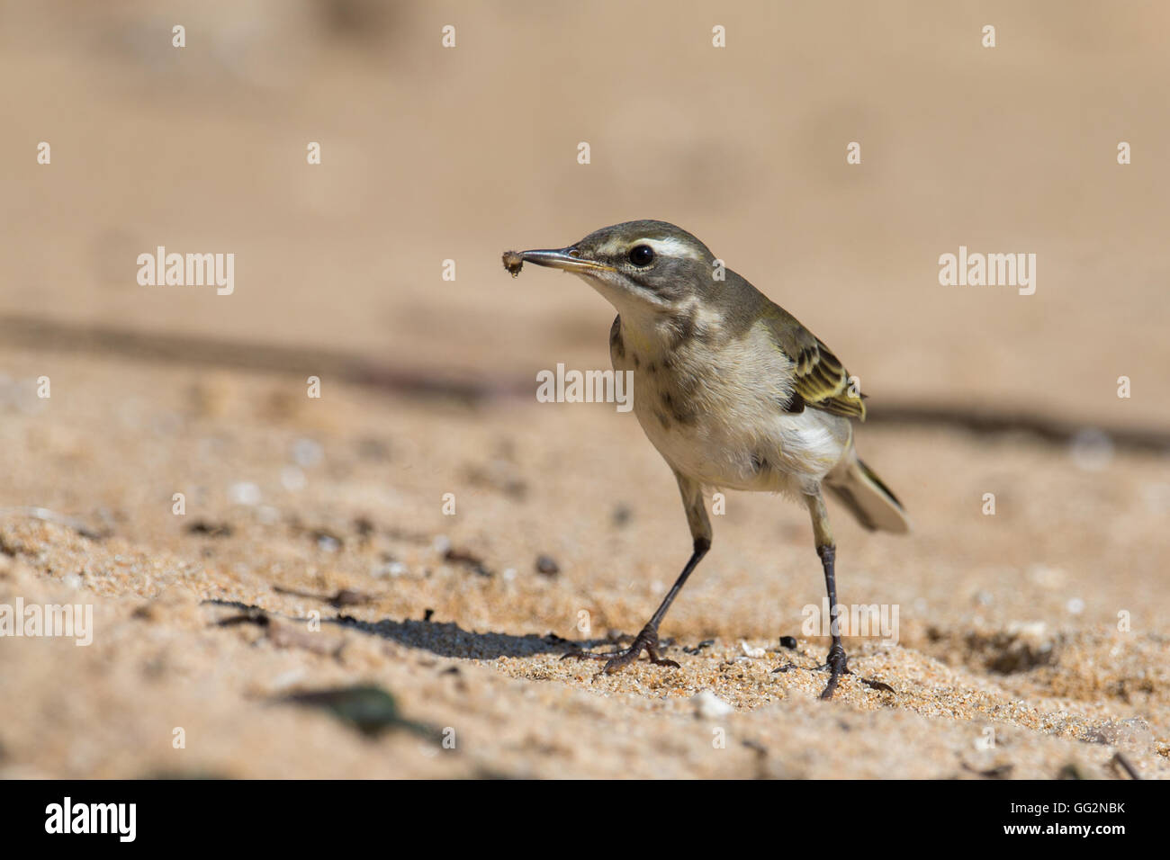 Yellow wagtail eating worm Stock Photo