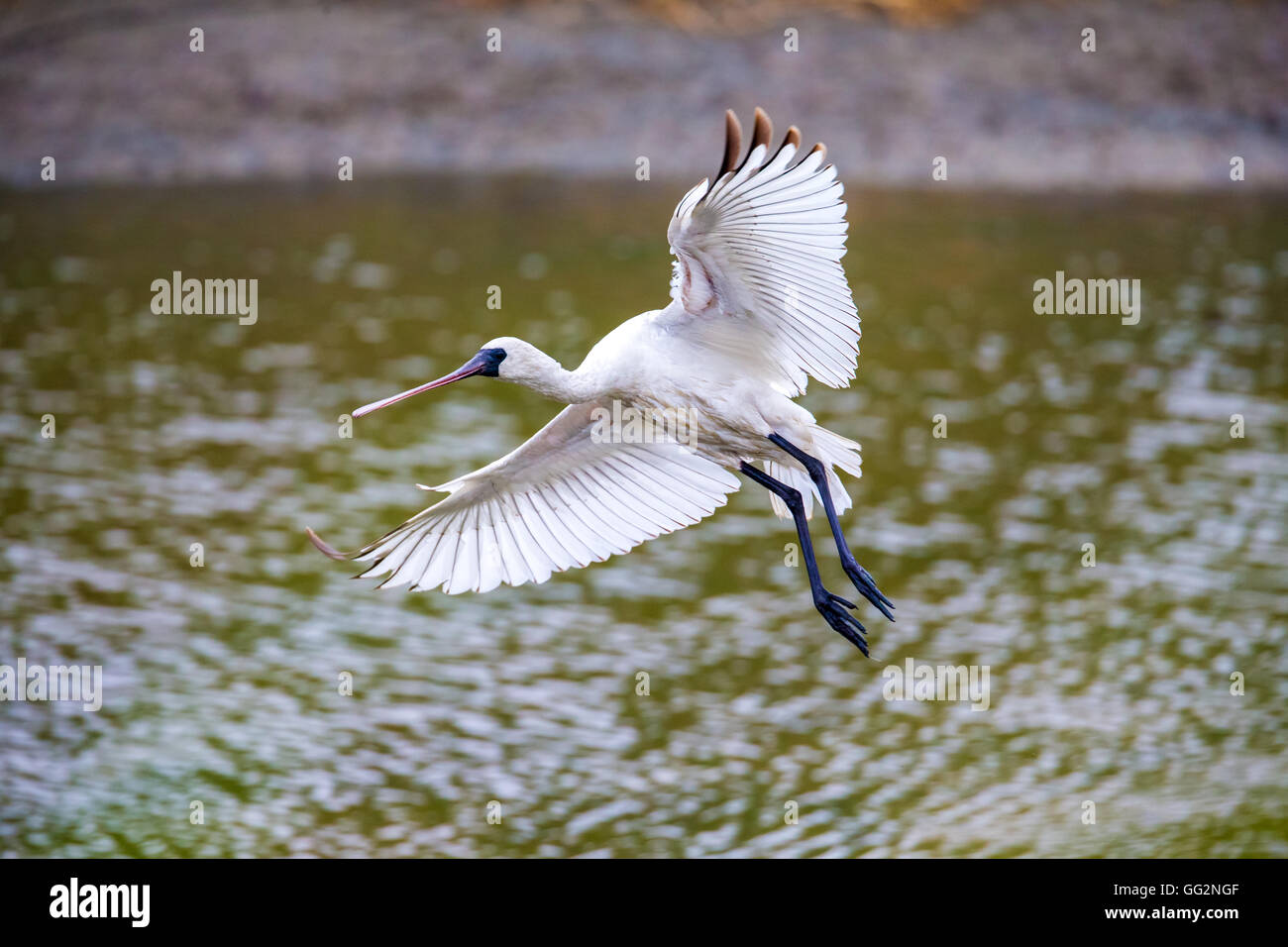 Black-faced Spoonbill flying - prepare to landing Stock Photo