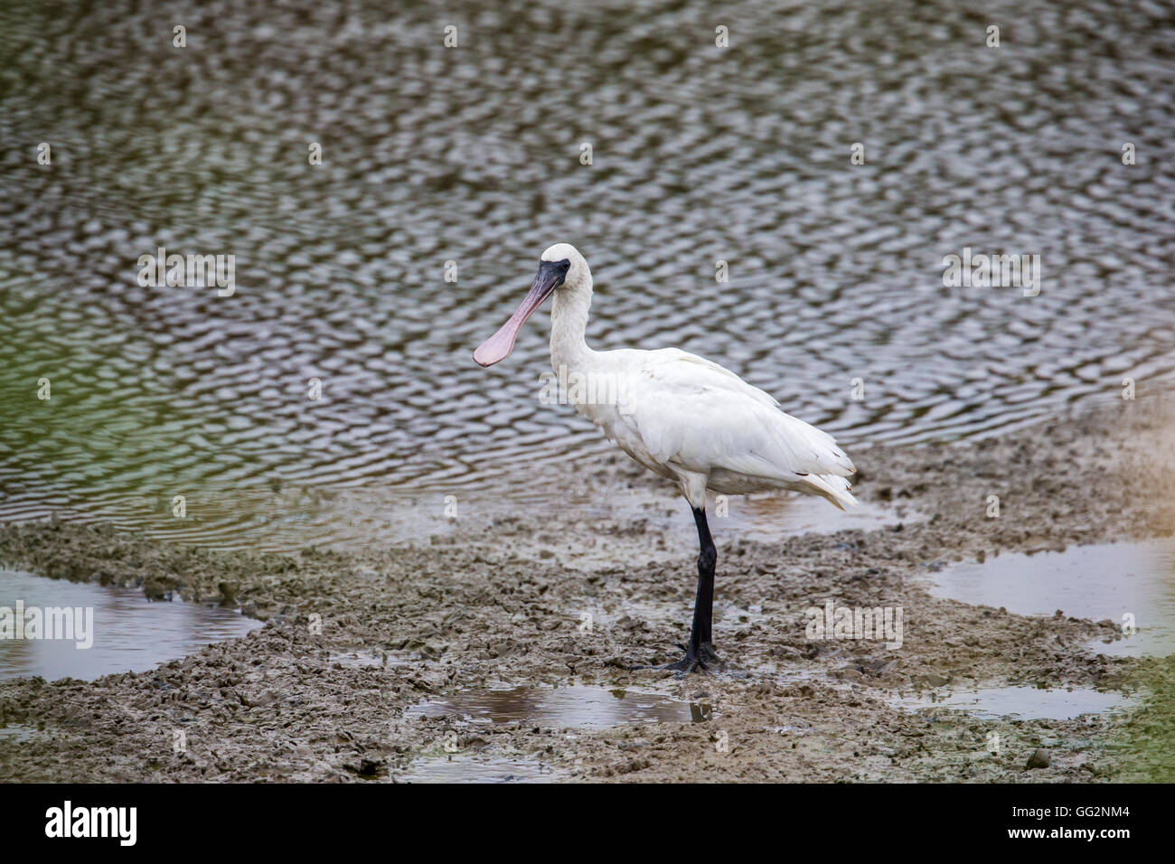 Black-faced Spoonbill looking for food in water Stock Photo