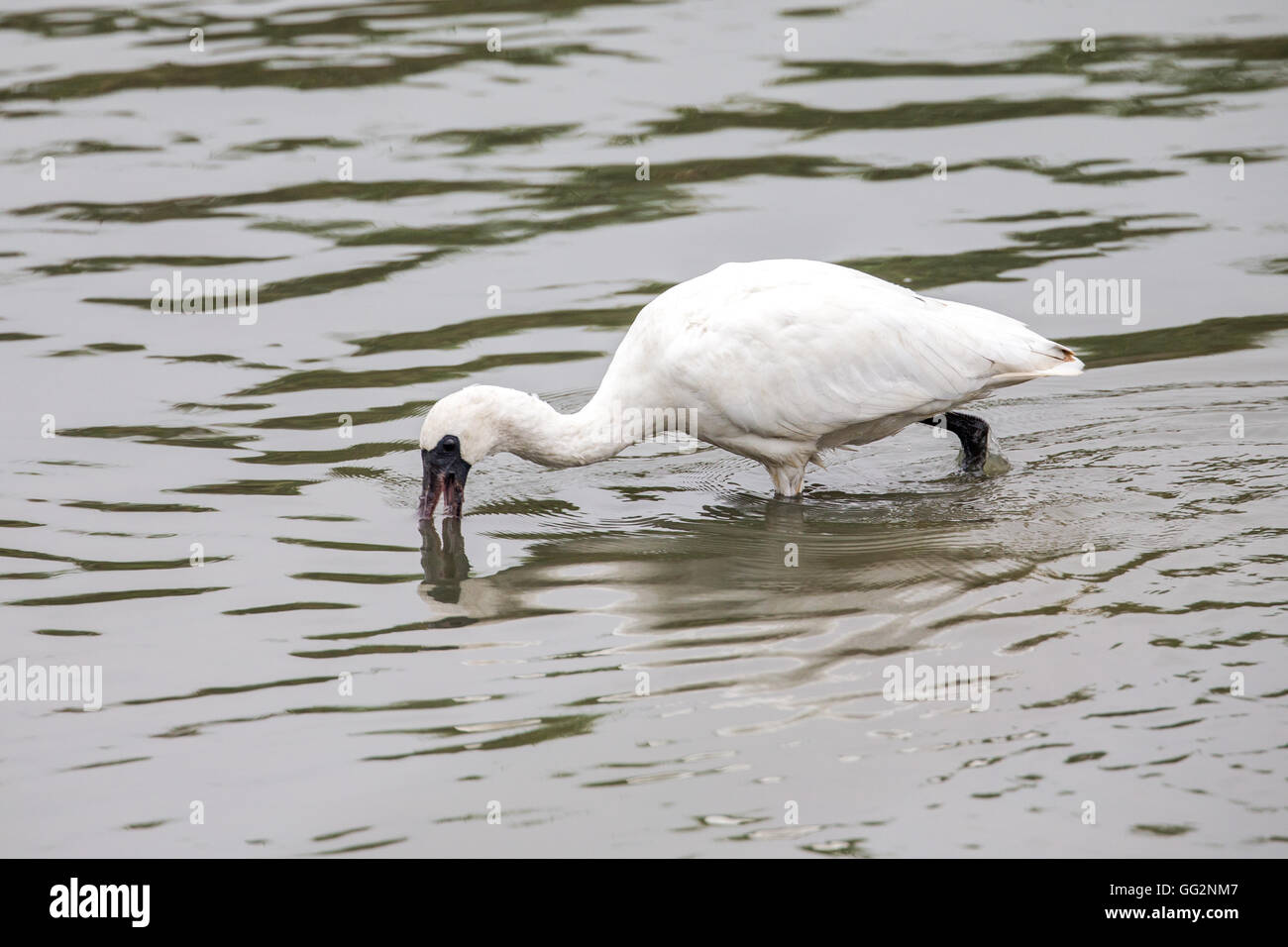 Black-faced Spoonbill looking for food in water Stock Photo