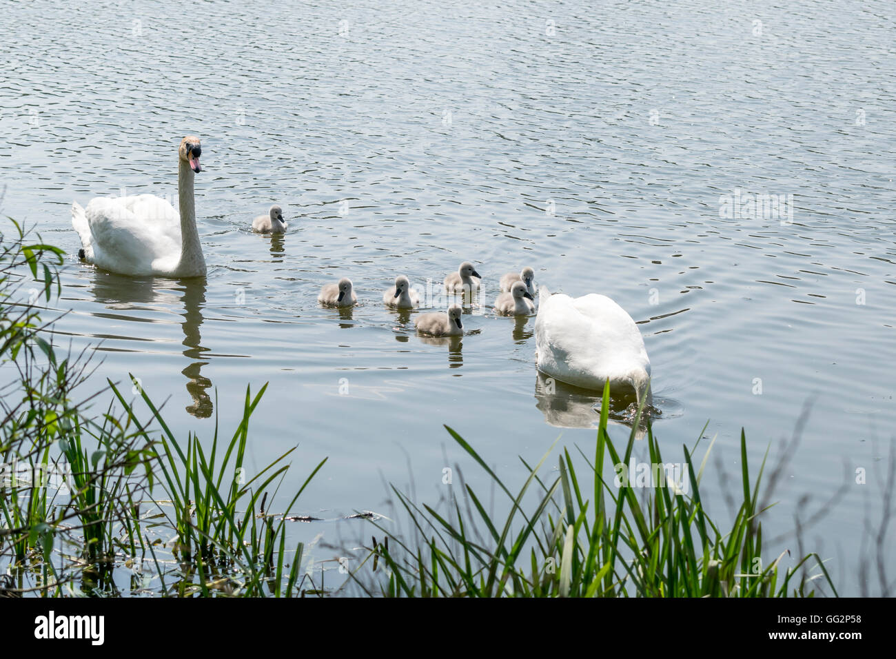 Mute Swans and Cygnets on Pentre Mawr park lake in Abergele North Wales Stock Photo