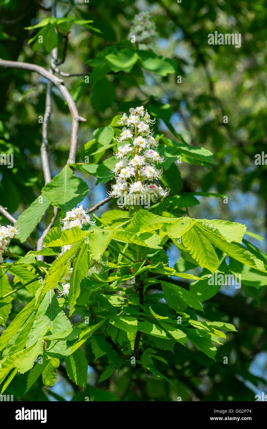 Chestnut tree flowers hi-res stock photography and images - Alamy