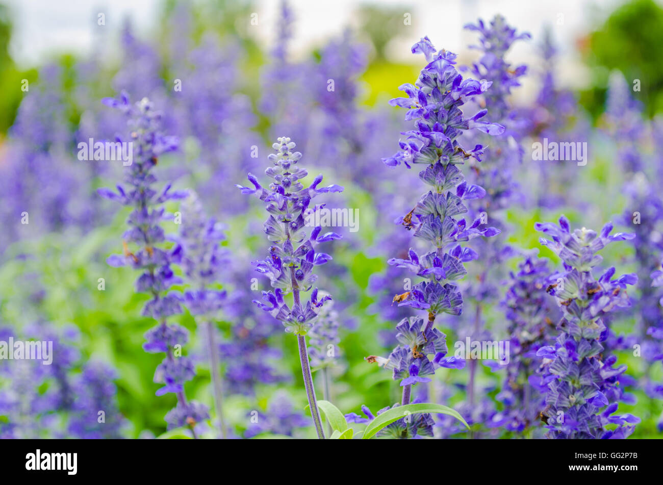 blue Salvia flower Stock Photo