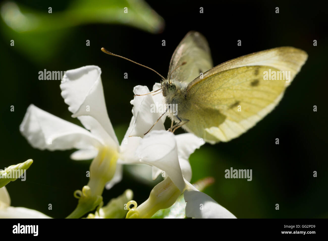 Small white butterfly (pieris rapae) warming up in the morning sunshine on a star jasmine flower Stock Photo