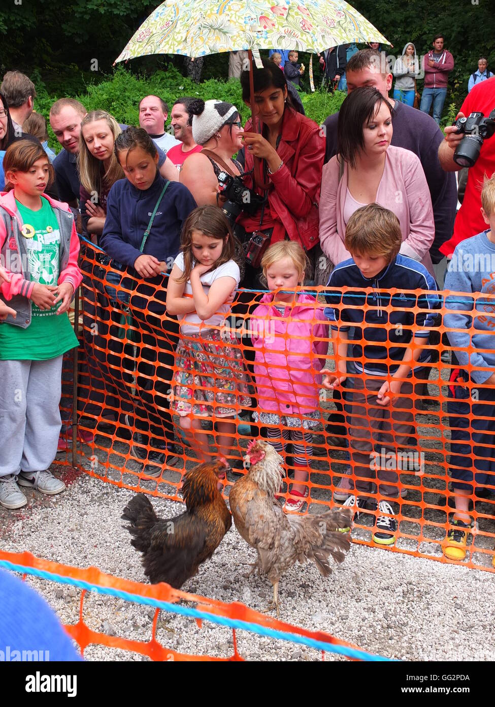 Entrants in the Bonsall World Championship Hen Racing square up to each other on the track. Stock Photo